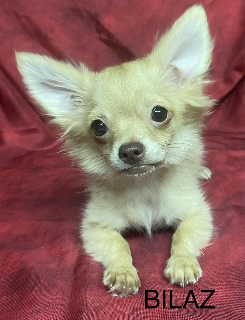 BILAZ chihuahua DISPONIBLE Mâle Chihuahua Poil Long