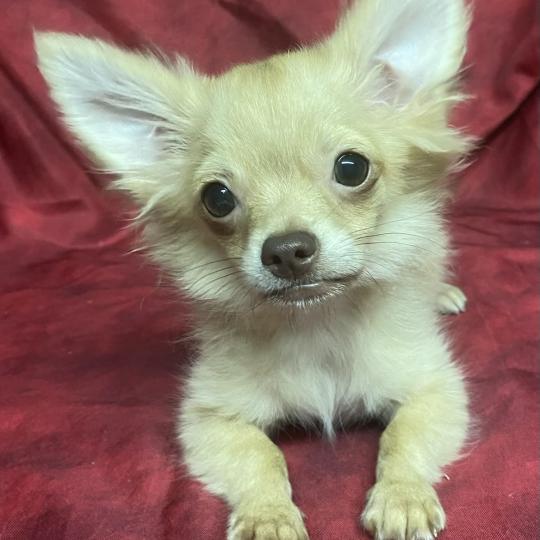 BILAZ chihuahua DISPONIBLE Mâle Chihuahua Poil Long