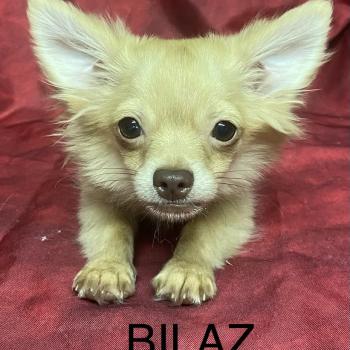 chiot Chihuahua Poil Long BILAZ chihuahua DISPONIBLE Domaine de la Chantelaie