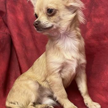 chiot Chihuahua Poil Long BILAZ chihuahua DISPONIBLE Domaine de la Chantelaie