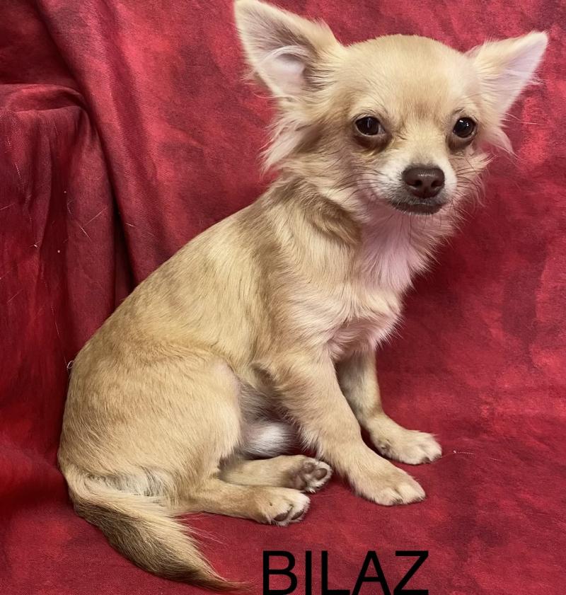 BILAZ chihuahua DISPONIBLE Mâle Chihuahua Poil Long