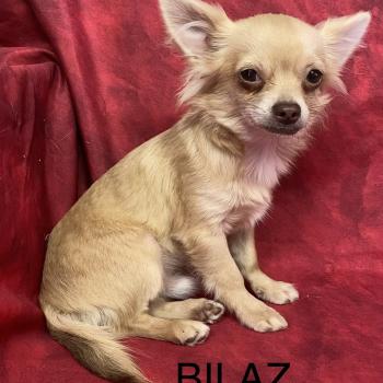 chiot Chihuahua Poil Long BILAZ chihuahua DISPONIBLE Domaine de la Chantelaie