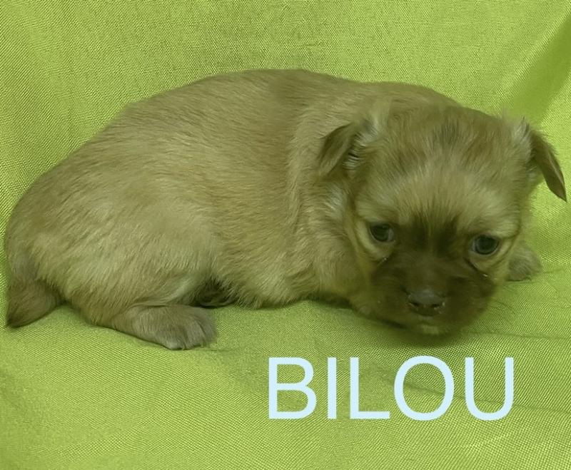 BILOU chihuahua à réserver Mâle Chihuahua Poil Long