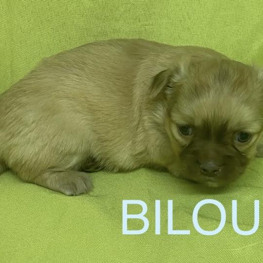 chiot Chihuahua Poil Long BILOU chihuahua à réserver Domaine de la Chantelaie