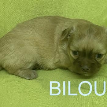 chiot Chihuahua Poil Long BILOU chihuahua à réserver Domaine de la Chantelaie