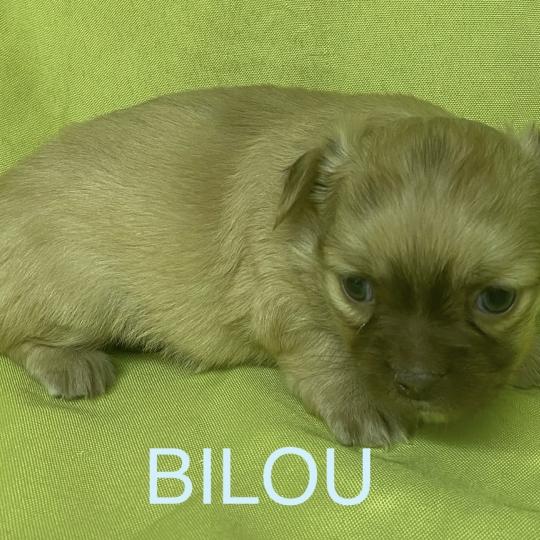 chiot Chihuahua Poil Long BILOU chihuahua à réserver Domaine de la Chantelaie