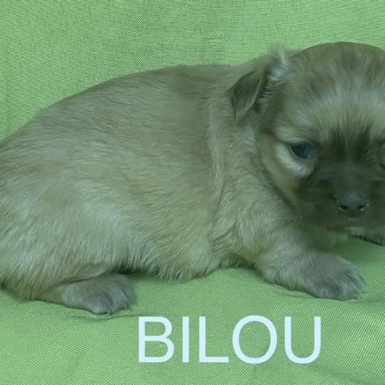 chiot Chihuahua Poil Long BILOU chihuahua à réserver Domaine de la Chantelaie