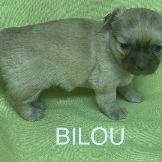 chiot Chihuahua Poil Long BILOU chihuahua à réserver Domaine de la Chantelaie
