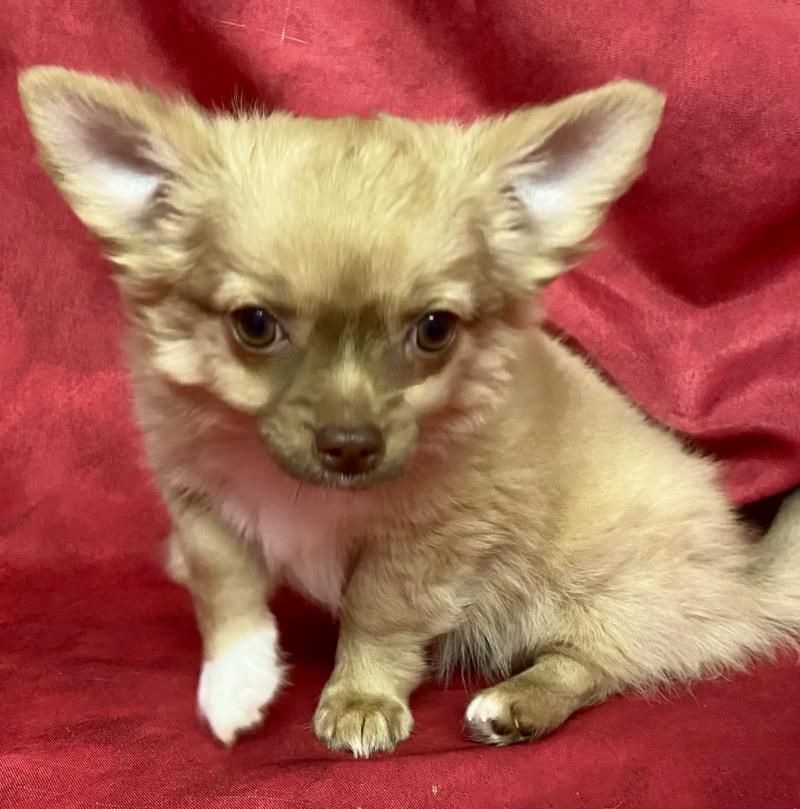 BILOU chihuahua DISPONIBLE Mâle Chihuahua Poil Long