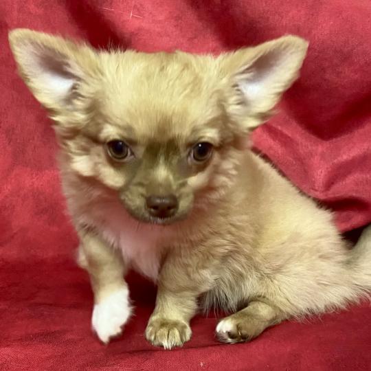 chiot Chihuahua Poil Long BILOU chihuahua DISPONIBLE Domaine de la Chantelaie
