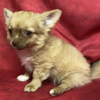 chiot Chihuahua Poil Long BILOU chihuahua DISPONIBLE Domaine de la Chantelaie