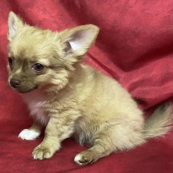 chiot Chihuahua Poil Long BILOU chihuahua DISPONIBLE Domaine de la Chantelaie
