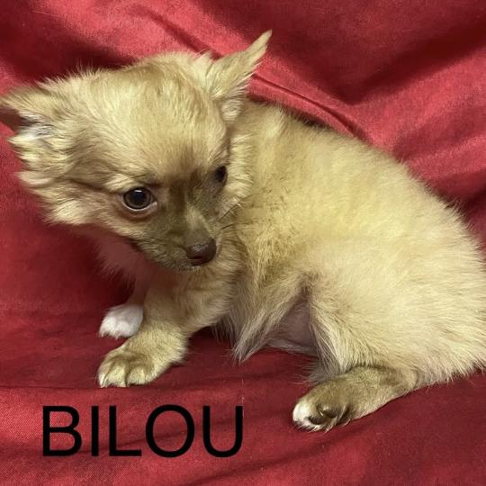 chiot Chihuahua Poil Long BILOU chihuahua DISPONIBLE Domaine de la Chantelaie
