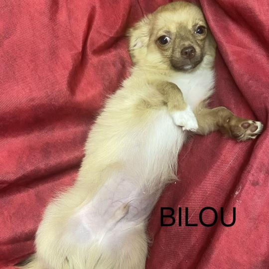 chiot Chihuahua Poil Long BILOU chihuahua DISPONIBLE Domaine de la Chantelaie