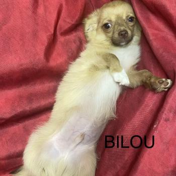 chiot Chihuahua Poil Long BILOU chihuahua DISPONIBLE Domaine de la Chantelaie