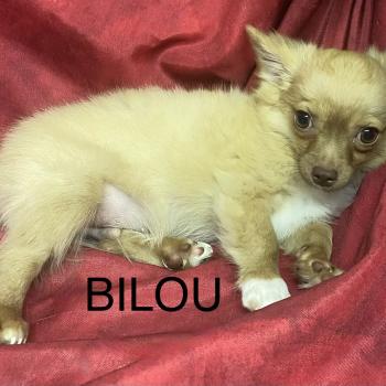 chiot Chihuahua Poil Long BILOU chihuahua DISPONIBLE Domaine de la Chantelaie