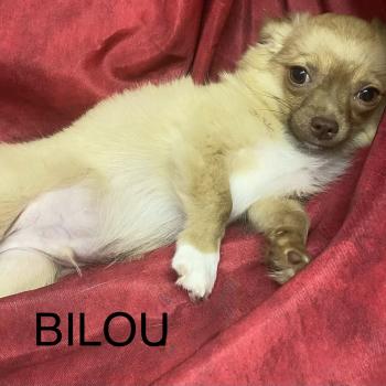 chiot Chihuahua Poil Long BILOU chihuahua DISPONIBLE Domaine de la Chantelaie