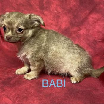 chiot Chihuahua Poil Long BABI chihuahua disponible Domaine de la Chantelaie