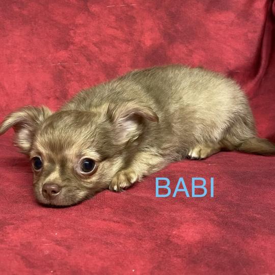 chiot Chihuahua Poil Long BABI chihuahua disponible Domaine de la Chantelaie