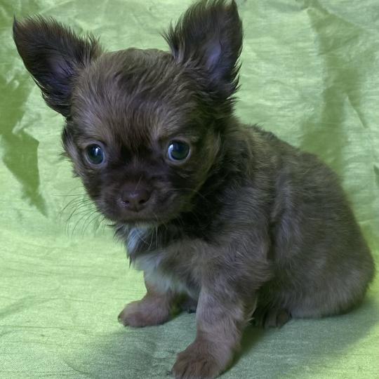 chiot Chihuahua Poil Long BIZAL chihuahua disponible Domaine de la Chantelaie