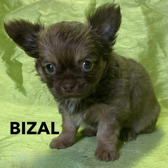 chiot Chihuahua Poil Long BIZAL chihuahua disponible Domaine de la Chantelaie