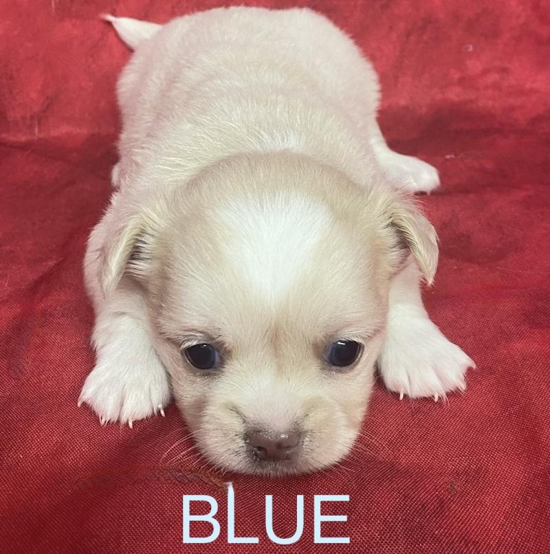 BLUE chihuahua à réserver Mâle Chihuahua Poil Long