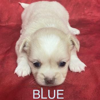 chiot Chihuahua Poil Long BLUE chihuahua à réserver Domaine de la Chantelaie
