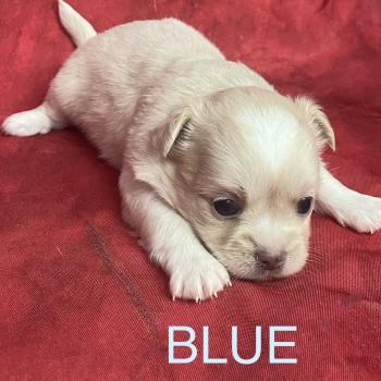 chiot Chihuahua Poil Long BLUE chihuahua à réserver Domaine de la Chantelaie
