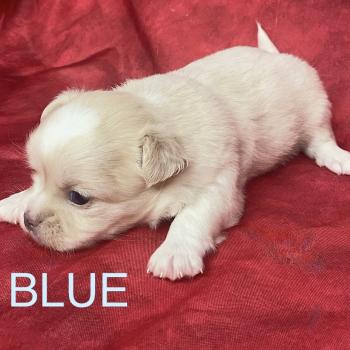 chiot Chihuahua Poil Long BLUE chihuahua à réserver Domaine de la Chantelaie