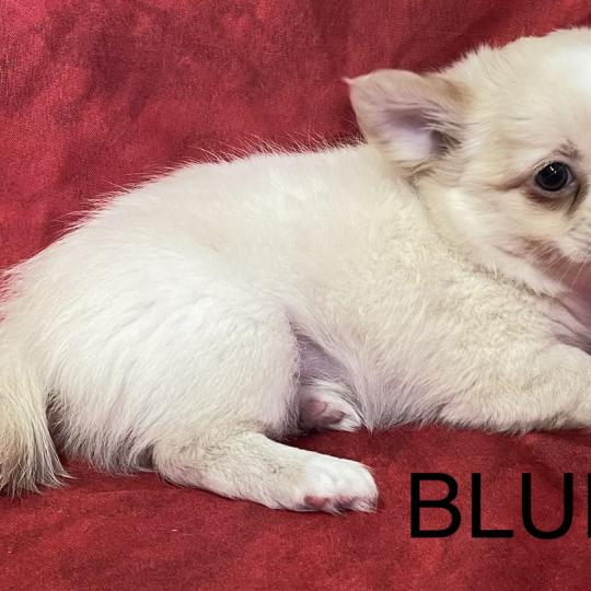 chiot Chihuahua Poil Long BLUE chihuahua disponible Domaine de la Chantelaie