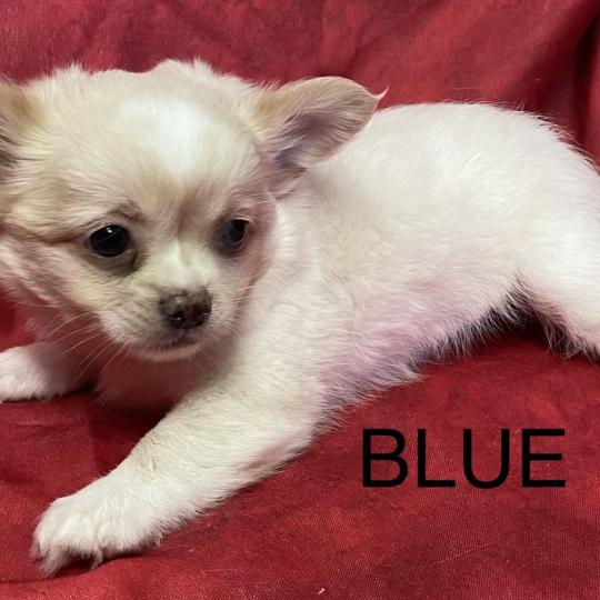 chiot Chihuahua Poil Long BLUE chihuahua disponible Domaine de la Chantelaie