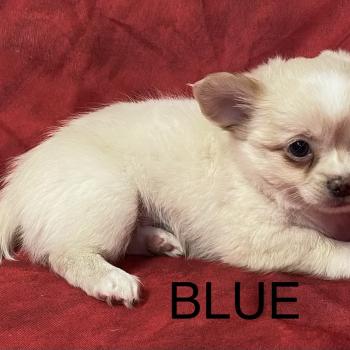 chiot Chihuahua Poil Long BLUE chihuahua disponible Domaine de la Chantelaie