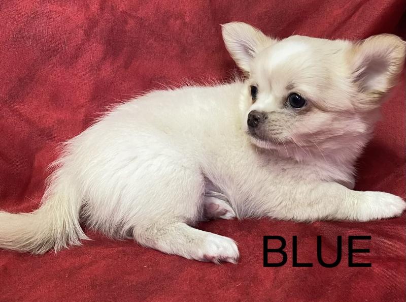 BLUE chihuahua DISPONIBLE Mâle Chihuahua Poil Long