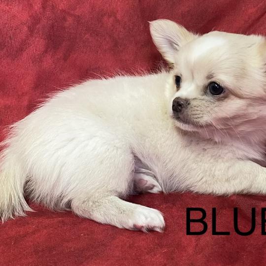 chiot Chihuahua Poil Long BLUE chihuahua disponible Domaine de la Chantelaie