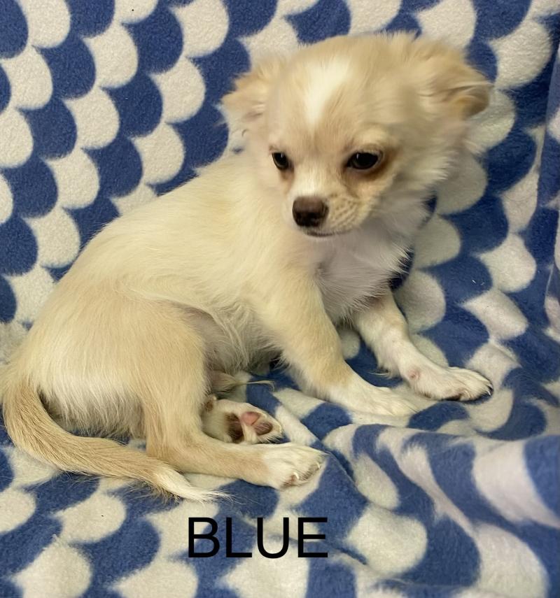 BLUE chihuahua DISPONIBLE Mâle Chihuahua Poil Long