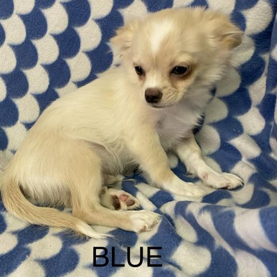 BLUE chihuahua DISPONIBLE Mâle Chihuahua Poil Long