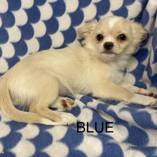 chiot Chihuahua Poil Long BLUE chihuahua DISPONIBLE Domaine de la Chantelaie