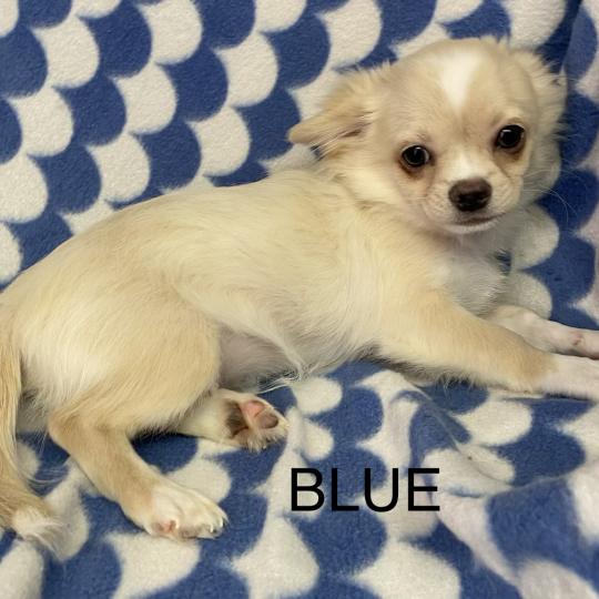 chiot Chihuahua Poil Long BLUE chihuahua DISPONIBLE Domaine de la Chantelaie