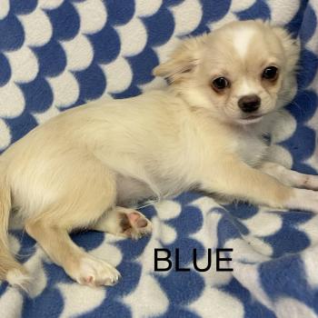 chiot Chihuahua Poil Long BLUE chihuahua DISPONIBLE Domaine de la Chantelaie