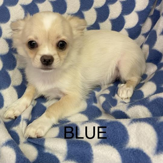 chiot Chihuahua Poil Long BLUE chihuahua DISPONIBLE Domaine de la Chantelaie