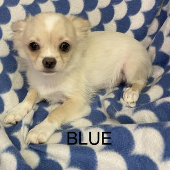 chiot Chihuahua Poil Long BLUE chihuahua DISPONIBLE Domaine de la Chantelaie