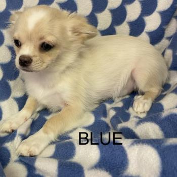 chiot Chihuahua Poil Long BLUE chihuahua DISPONIBLE Domaine de la Chantelaie
