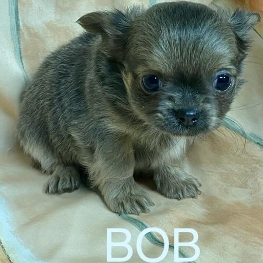 BOB mini chihuahua pl à réserver Mâle Chihuahua Poil Long