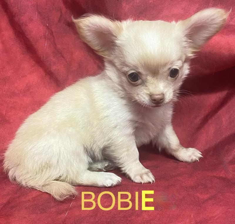 BOBIE Chihuahua disponible Femelle Chihuahua Poil Long