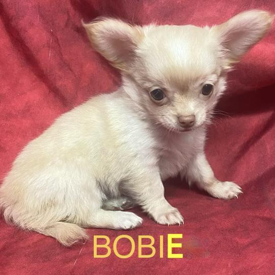 chiot Chihuahua Poil Long BOBIE Chihuahua disponible Domaine de la Chantelaie