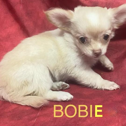 chiot Chihuahua Poil Long BOBIE Chihuahua disponible Domaine de la Chantelaie