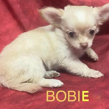 chiot Chihuahua Poil Long BOBIE Chihuahua disponible Domaine de la Chantelaie
