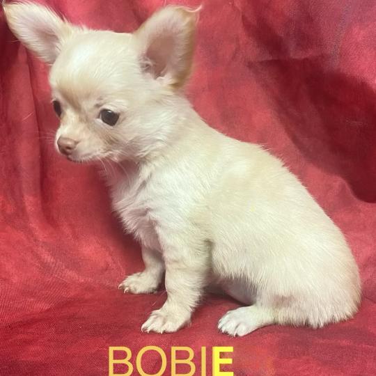 chiot Chihuahua Poil Long BOBIE Chihuahua disponible Domaine de la Chantelaie