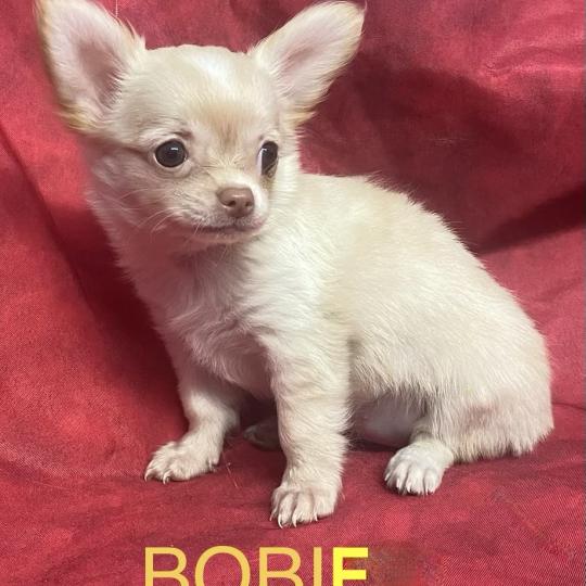 chiot Chihuahua Poil Long BOBIE Chihuahua disponible Domaine de la Chantelaie