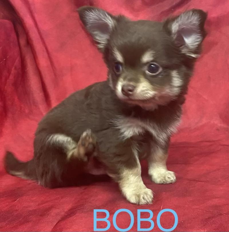 BOBO Chihuahua disponible Mâle Chihuahua Poil Long